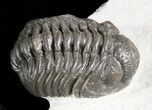 Phacops Trilobite - Morocco #45969-1